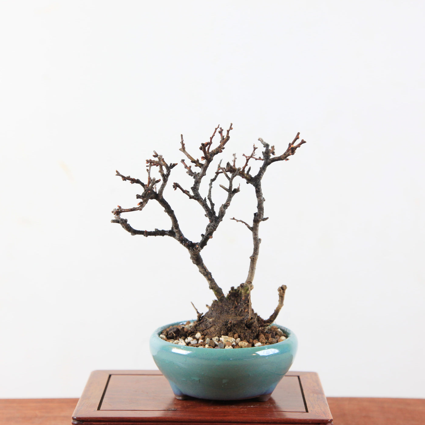 Bonsai Chaenomeles speciosa - Japanse sierkwee