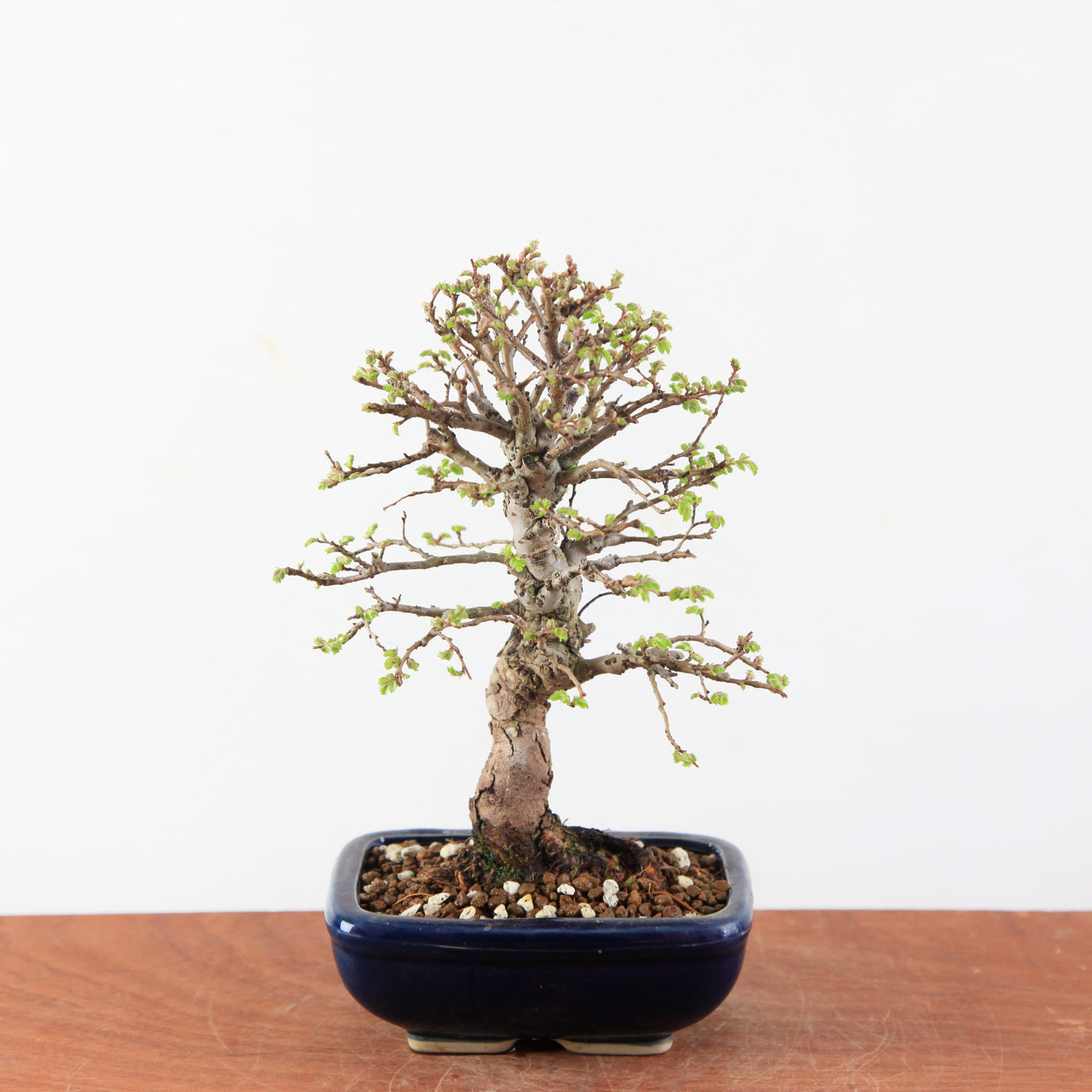 Bonsai Ulmus Parvifolia ‘Kurkbast’