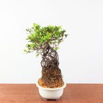 Bonsai Azalea Satsuki 'kokuko-no-tsuki' neagari