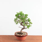 Pre-Bonsai Juniperus Itoigawa