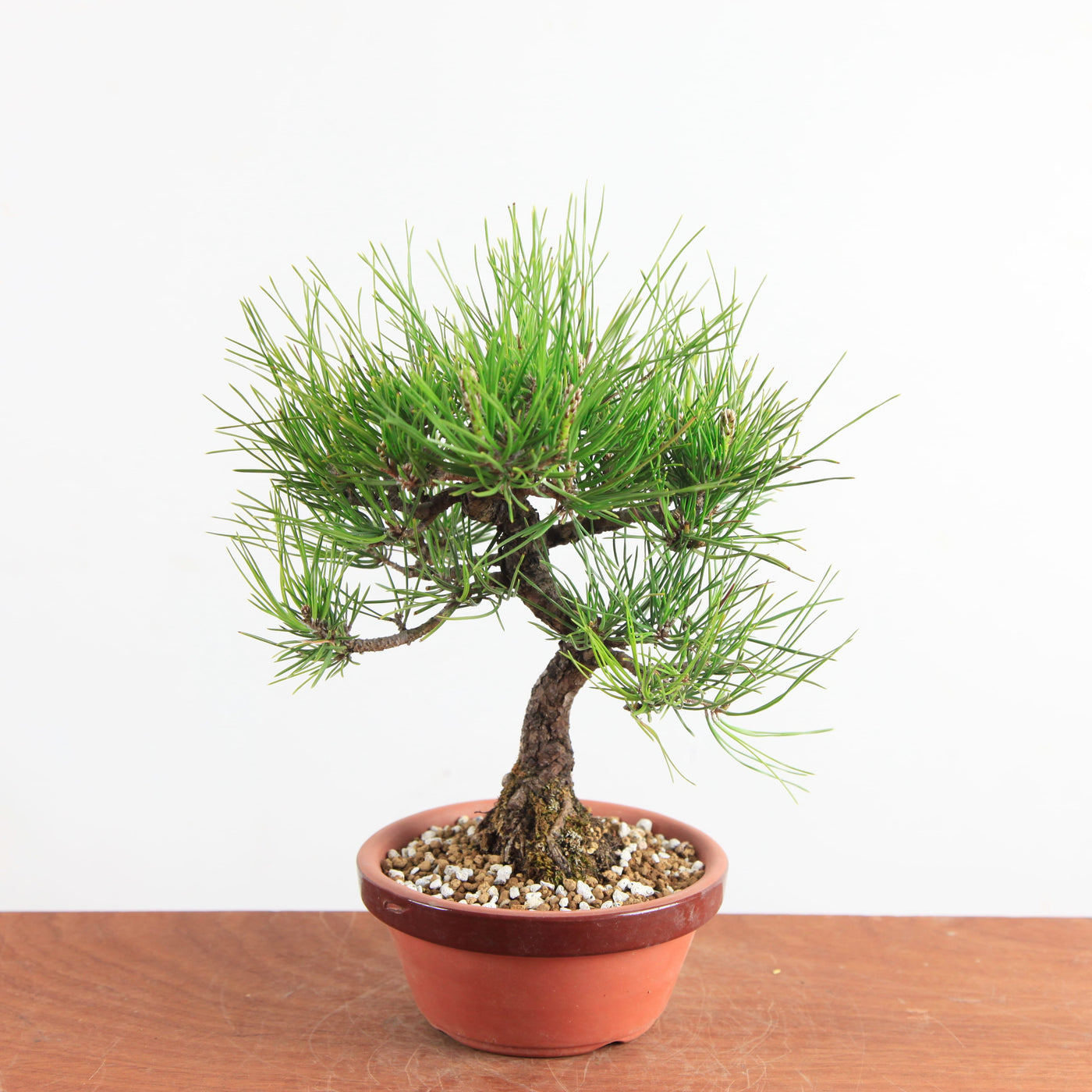 Bonsai Pinus Thunbergii - Japanse Zwarte Den