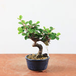 Bonsai Viburnum