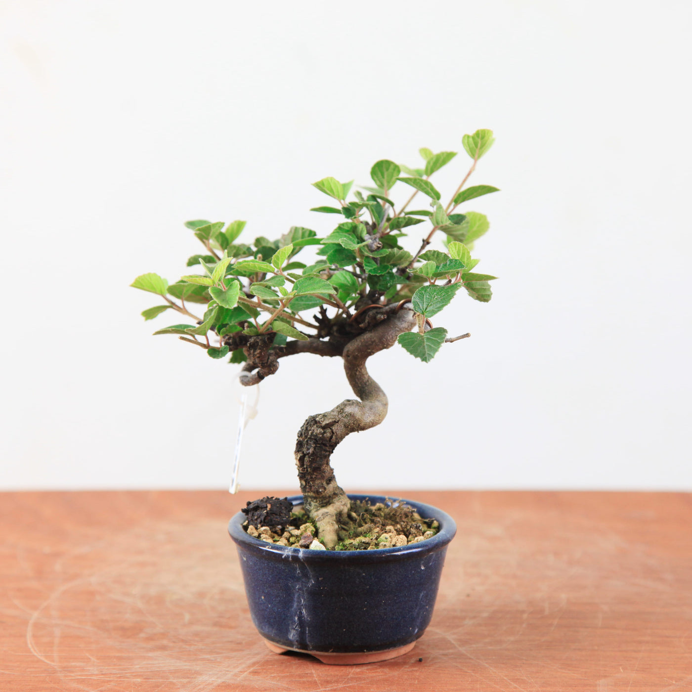 Bonsai Viburnum