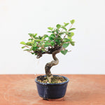 Bonsai Viburnum