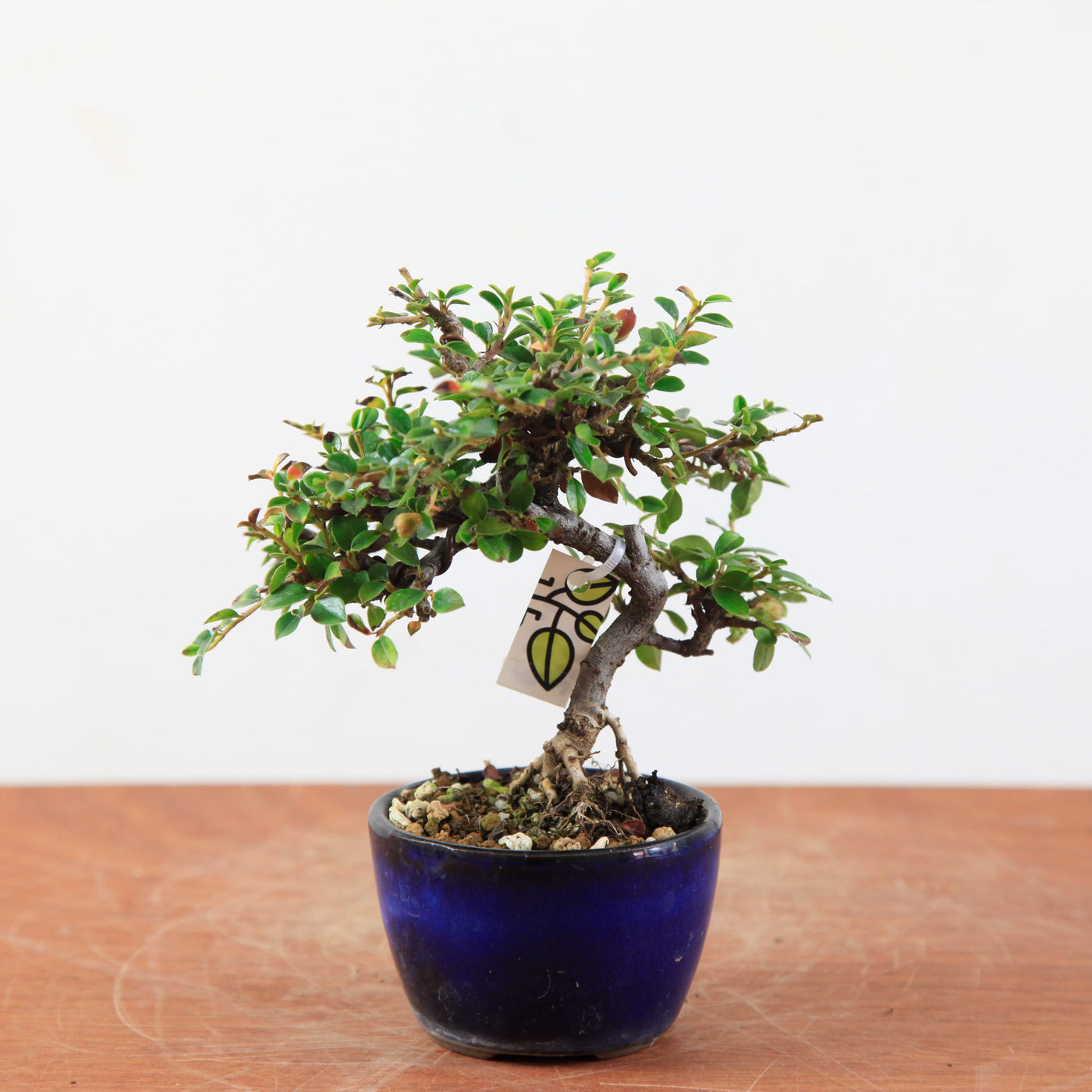 Bonsai Cotoneaster horizontalis