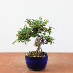Bonsai Cotoneaster horizontalis