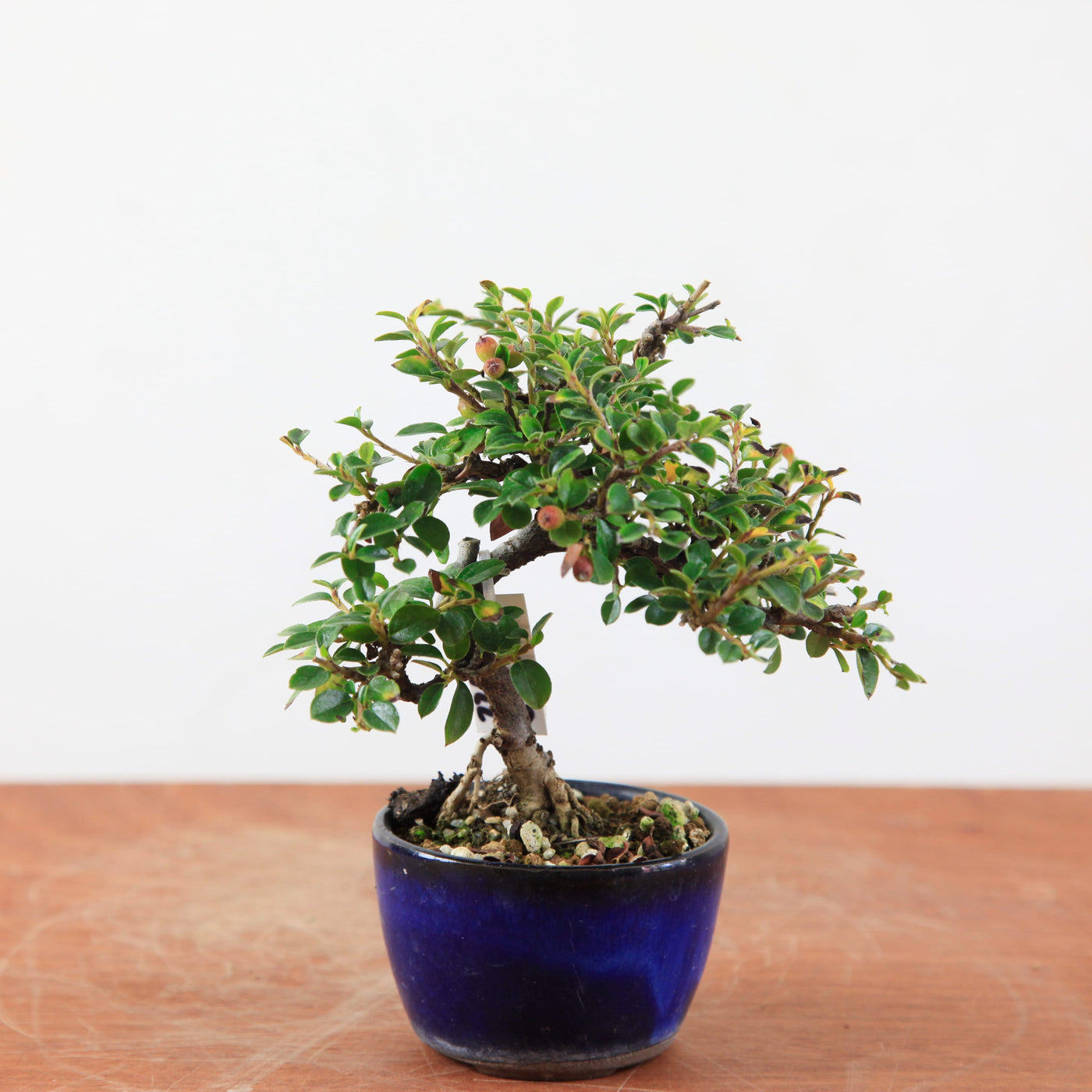 Bonsai Cotoneaster horizontalis