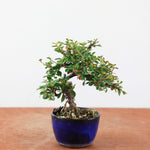 Bonsai Cotoneaster horizontalis