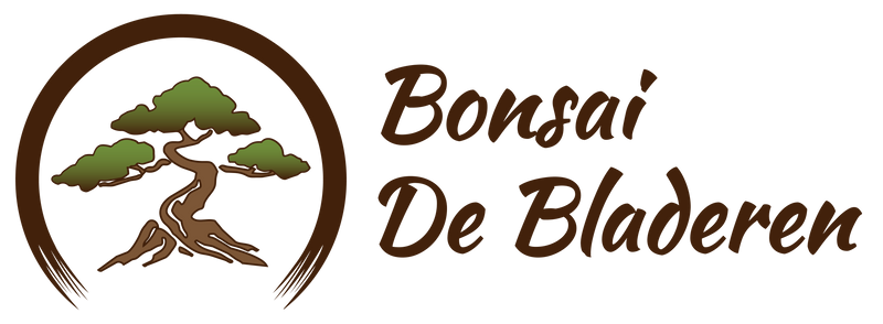 Bonsai Davy Studio